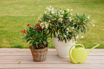 two oleander plants in morning garden and green background, with a green watering can on wooden floor