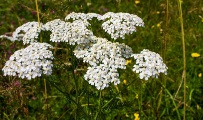 Yarrow flowers Achillea millefolium in green meadow