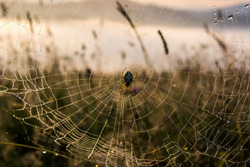 spiderweb in droplets of summer morning dew on meadow grass