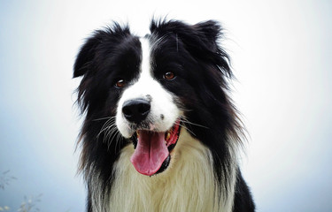 border collie face
