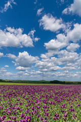 violet poppy flower field, white clouds on blue sky