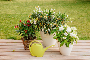 two oleander plants and one hydrangea flower in morning garden and green background, with a green watering can on wooden floor