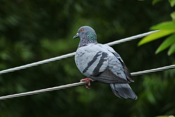 A single pigeon sits on an electric line with a green background on the outdoor. A pigeon perched on the electrical wiring.