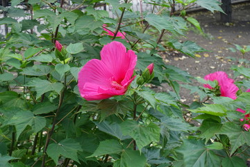 Buds and crimson flowers of Hibiscus moscheutos in August