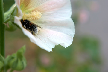 A bumblebee collects pollen in a flower close-up.