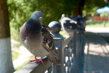 A pigeon poses on a fence in a summer Park.