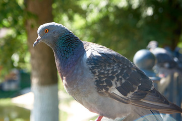Pigeon on the fence in the summer Park.