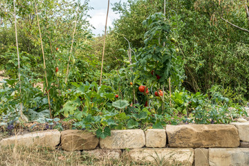 Eigene Tomaten im Garten