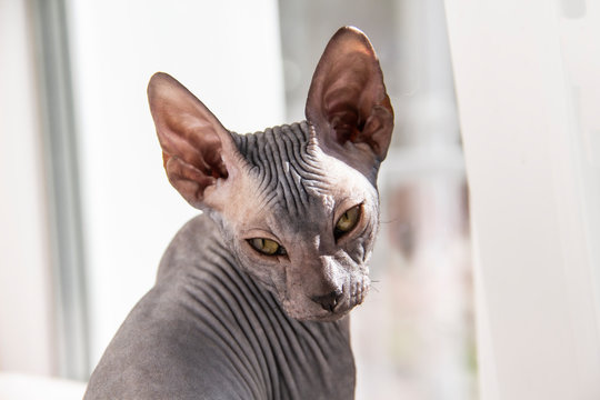 Gray sphynx hairless kitten, hairless, anti-allergenic cat, pet look in front Beautiful cat's face with hairless skin.