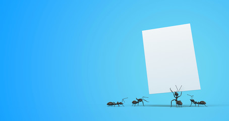 ants carrying a sheet of paper