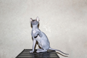 Sphinx gray cat spins and plays on a dark stool. Beautiful hairless Sphynx gray kitten moves and jump