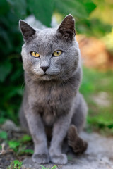 cat Russian blue