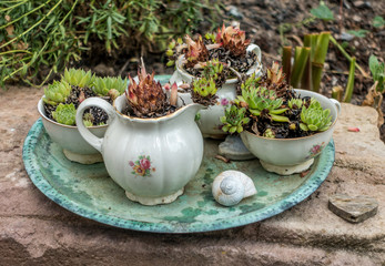 Gartendekoration mit Hauswurzen