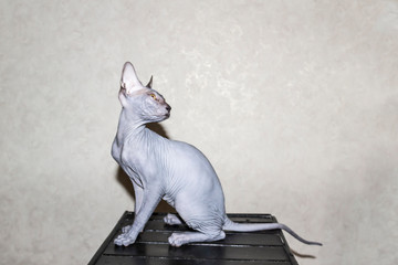 Sphinx gray cat spins and plays on a dark stool. Beautiful hairless Sphynx gray kitten moves and...