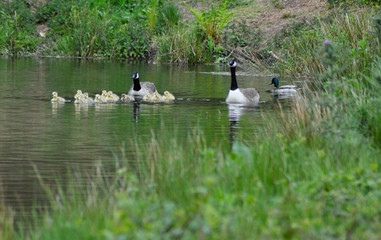 Fototapeta na wymiar family of geese