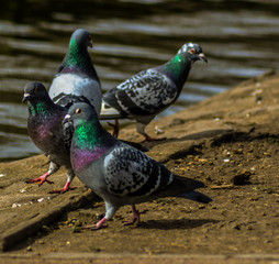 pigeons on the ground