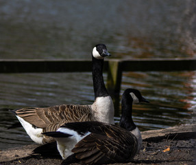 Obraz premium canada goose on the beach