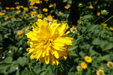 A flower of Rudbeckia laciniata Goldquelle in July