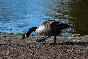 canada goose on the beach