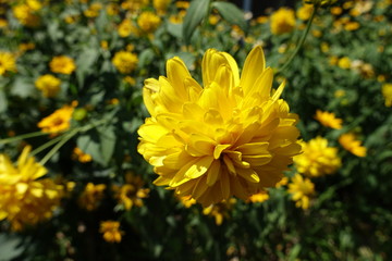 Double yellow flower of Rudbeckia laciniata Goldquelle in July