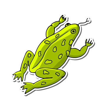 Vector illustration of a frog in cartoon style. Isolated object on a white background. Hand drawn sketch.