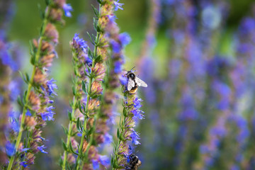 Beautiful natural summer background - bumblebees and bees collect nectar on a field of blooming hyssop officinalis, close-up