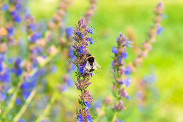 Beautiful natural summer background - bumblebees and bees collect nectar on a field of blooming hyssop officinalis, close-up