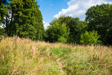 Beautiful landscape in early autumn - forest glade with yellowed grass, sky with white light clouds