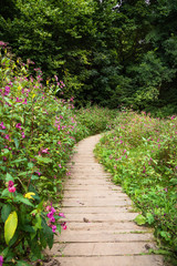 Beautiful summer forest landscape - path with wooden boards in the national park, trees, grass and flowers around