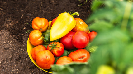 Harvesting on the farm - a bowl with tomatoes, cucumbers and peppers, collected in the vegetable garden, close-up on the garden bed