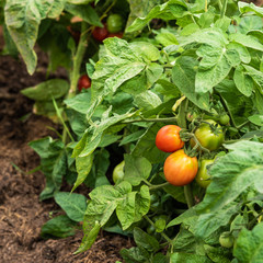 Ripe red and green tomatoes on branches close-up in kitchen garden