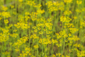 Dill field - natural background