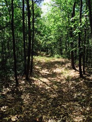 path in the forest