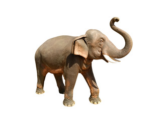 Asian elephant statue isolated on white background.