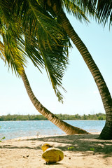 Palm trees on the shore and fallen coconut on the sand on a sunny day