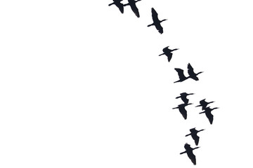 flying birds in the sky