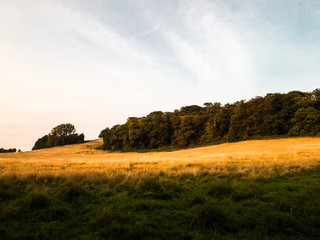 Obraz premium countryside view field and forest