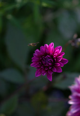 The fly landing on the flower.