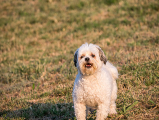 Cute small Bichon puppy at golden hour, playing in the grass.
