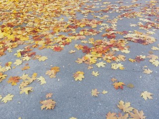 Colorful autumn red and yellow fallen leaves in the park negative space.