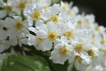 White flowers of bird cherry on a green background