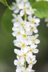 White flowers of bird cherry on a green background