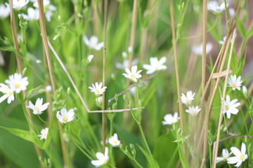 White starlet flowers on green background