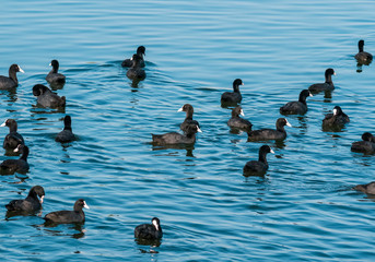 A flock of American Coot water birds at the surface of the water. Many birds on a lake in Bucharest.