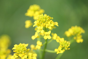 Yellow flowers of rape on a green background