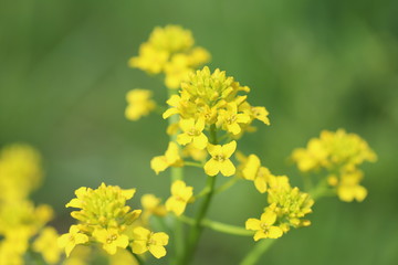 Yellow flowers of rape on a green background