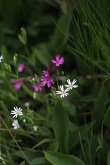 White and pink wildflowers on green grass background