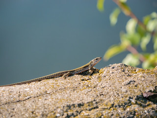 The sand lizard also known as Lacerta agilis sitting on a rock. Close up with a lizard on blurred background.
