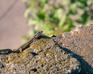 The sand lizard also known as Lacerta agilis sitting on a rock. Close up with a lizard on blurred background.