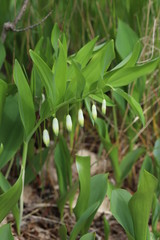 Obraz premium white flower on a background of green leaves